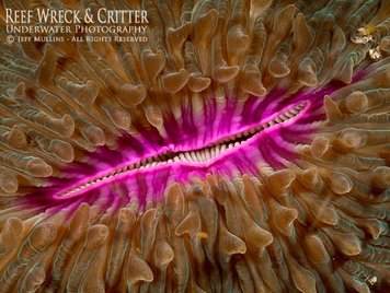 Smiling Mushroom Coral - 60mm Olymous Macro Lens Underwater -  Photo Copyright Jeff Mullins 2012