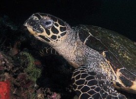 Komodo Underwater Photography Course - Photo Digant Desai
