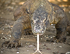 Komodo Dragon - Photo Jeff Mullins Copyright 2010