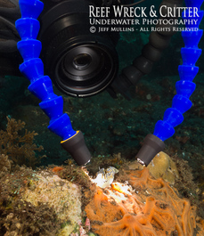 Fibre Optic Snoots for Underwater Photography