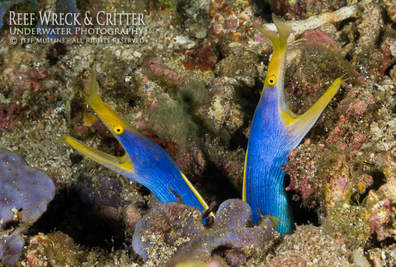 Blue Ribbon Eels - Alor, Indonesia