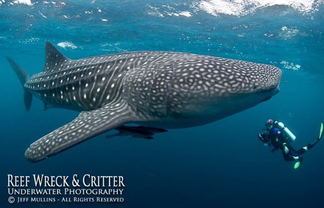 Whale Shark - Cenderawasih Bay