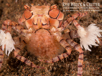 Boxer Crab with Eggs - Photo Copyright Jeff Mullins © 2013 