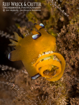 Pacific Thecacera nudibranch - Photo Copyright Jeff Mullins ©2013