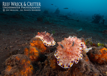 Nudibranchs wide angle macro shot - Photo Copyright Jeff Mullins © 2013