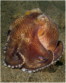 Coconut Octopus - Tulamben - Copyright Jeff Mullins 2010